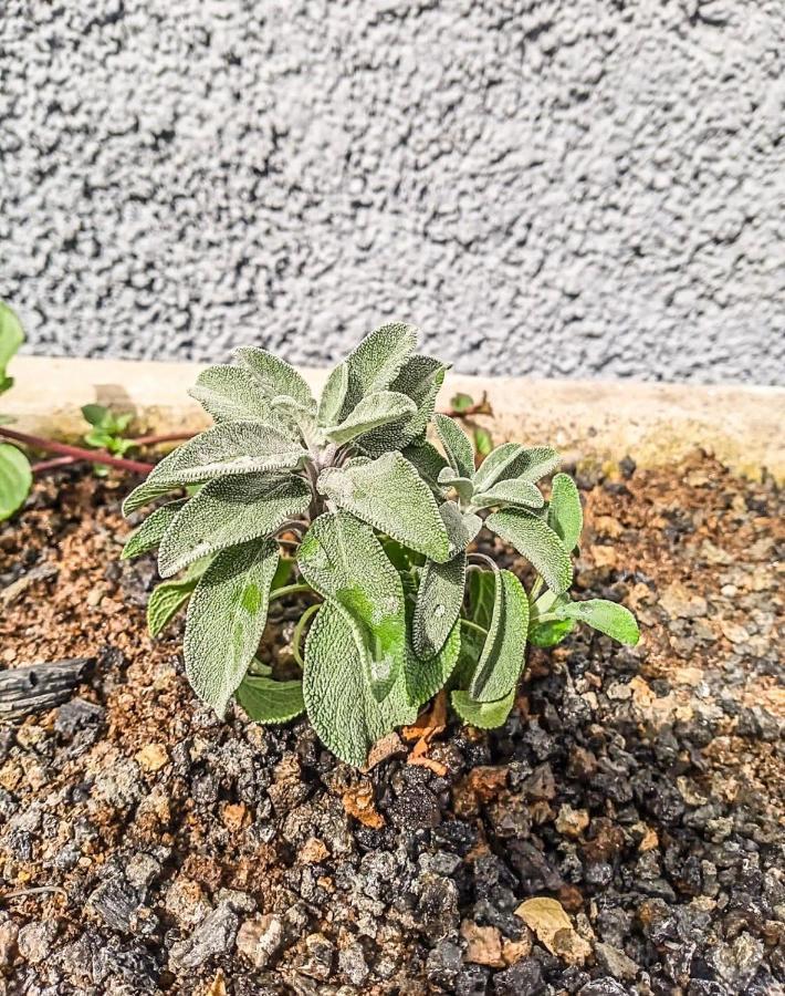 דירות לוס סילוס Caleta De Interian Loft Sasy מראה חיצוני תמונה